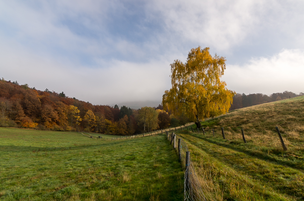 Herbst im Taunus