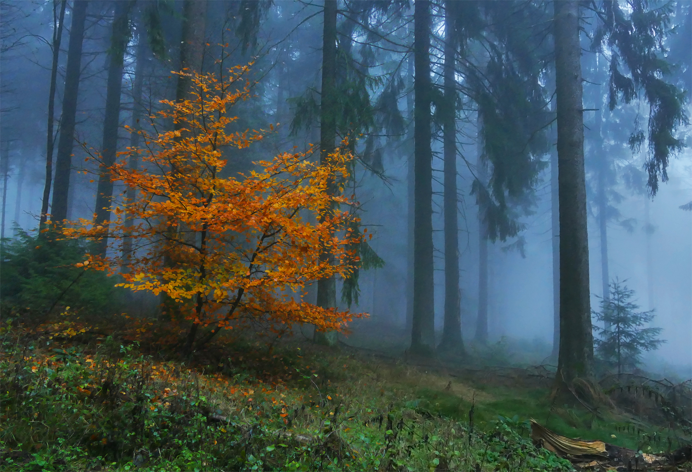 Herbst im Taunus