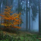 Herbst im Taunus