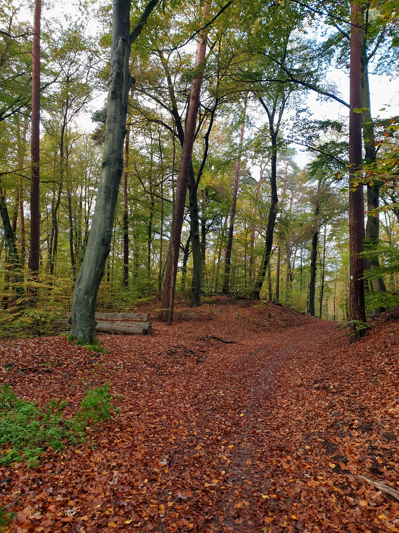 Herbst im Tegeler Forst