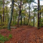 Herbst im Tegeler Forst