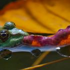 Herbst im Teich