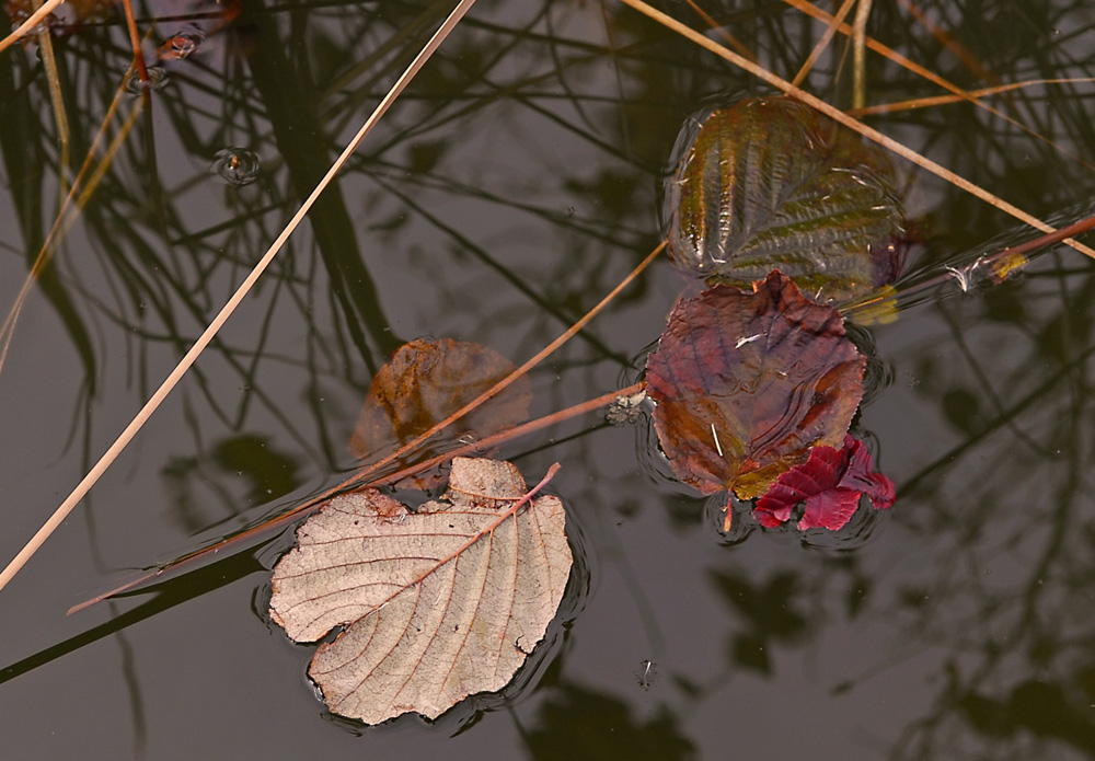 Herbst im Teich
