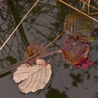 Herbst im Teich