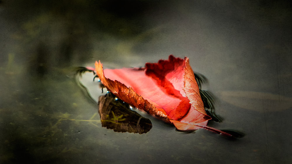 Herbst im Teich...