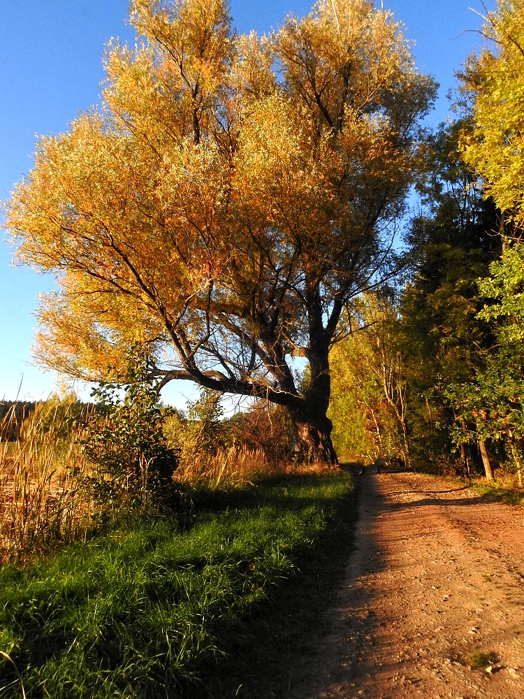 Herbst im Teichgebiet