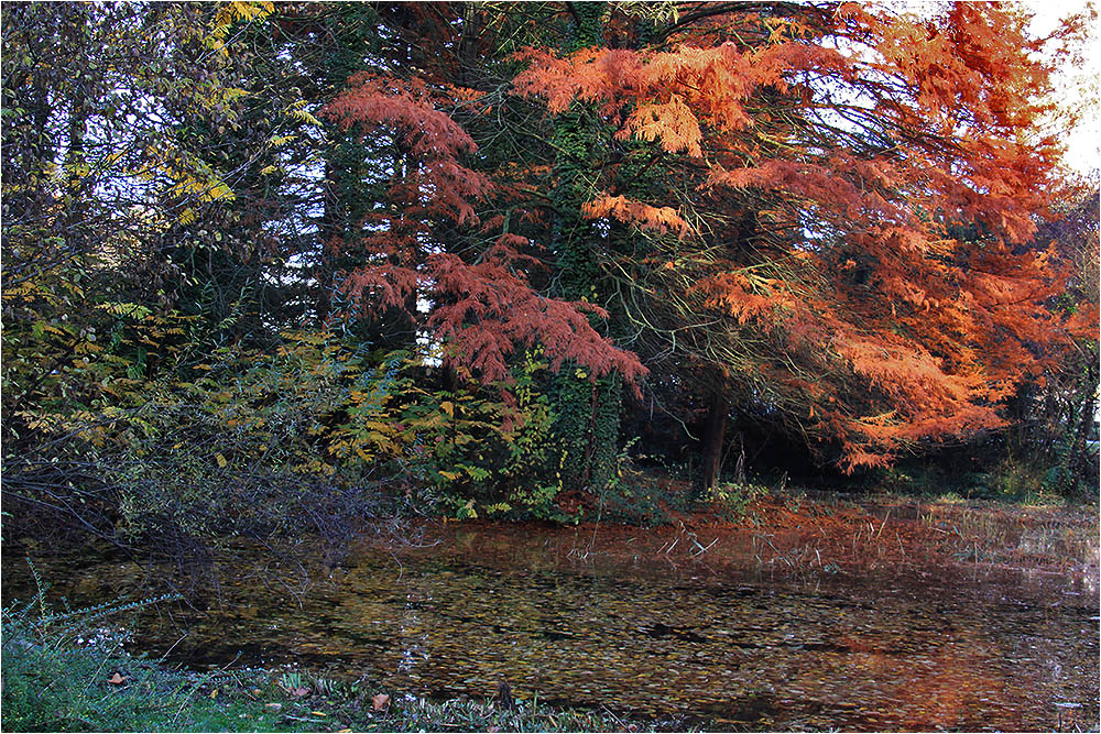 Herbst im Tertiärgarten