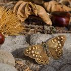 Herbst im Tessin - Mitte Oktober