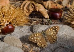 Herbst im Tessin - Mitte Oktober