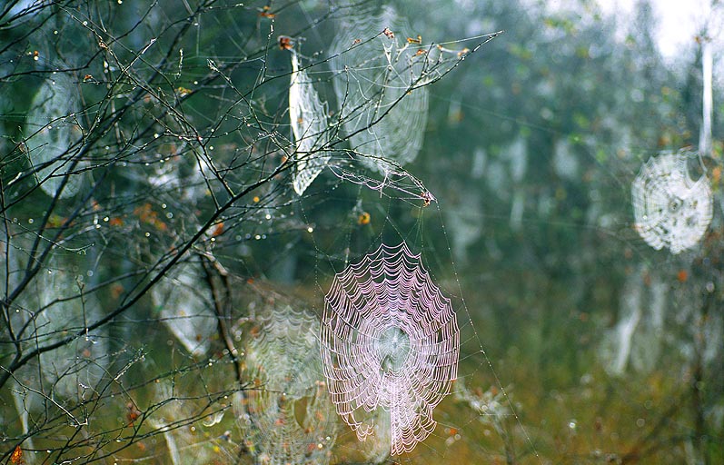 Herbst im Teufelsmoor