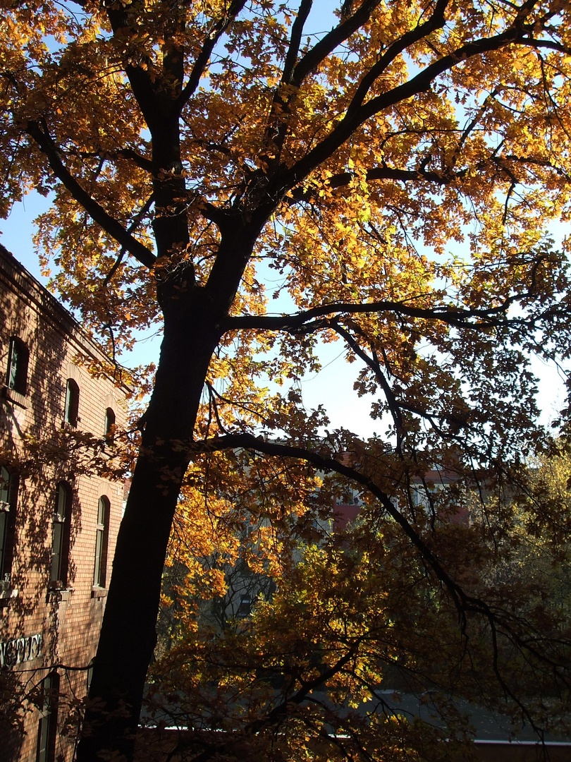 Herbst im Theologischen Konvikt Berlin