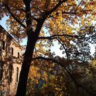 Herbst im Theologischen Konvikt Berlin