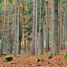 Herbst im Thüringer Wald