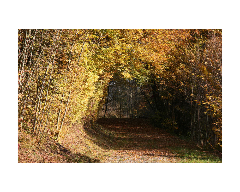 Herbst im Thurgau