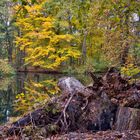 Herbst im Tiergarten (03)