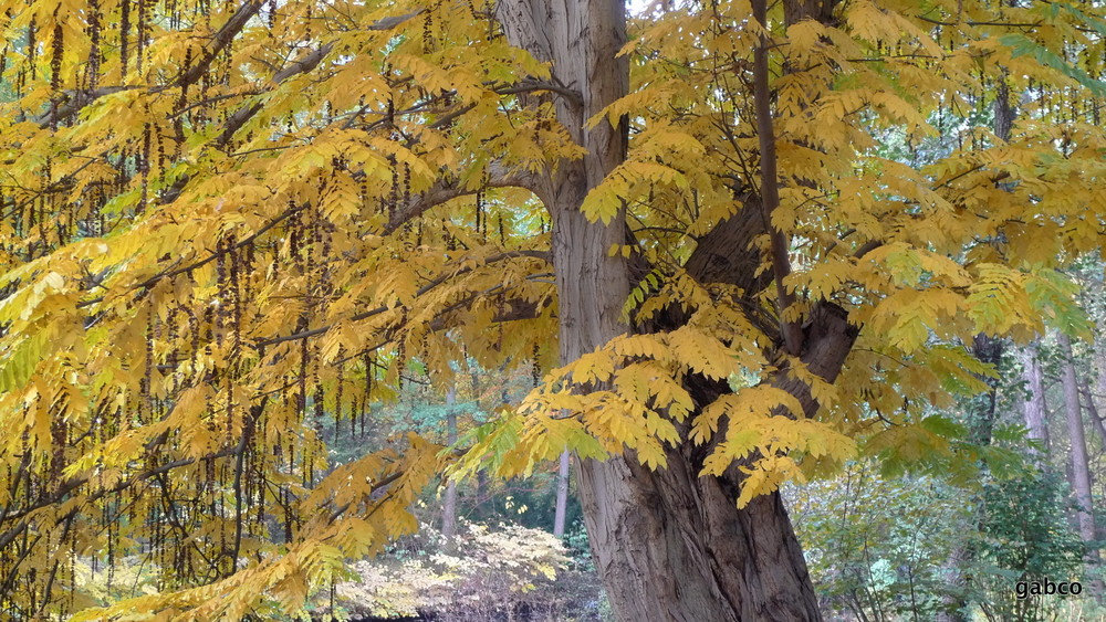 Herbst im Tiergarten