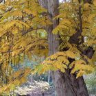 Herbst im Tiergarten