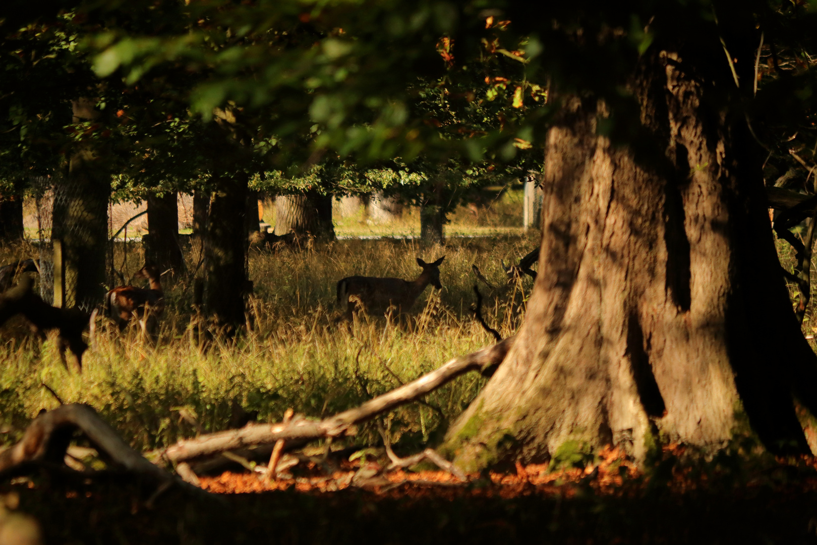 Herbst im Tiergarten #3