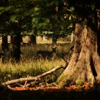 Herbst im Tiergarten #3