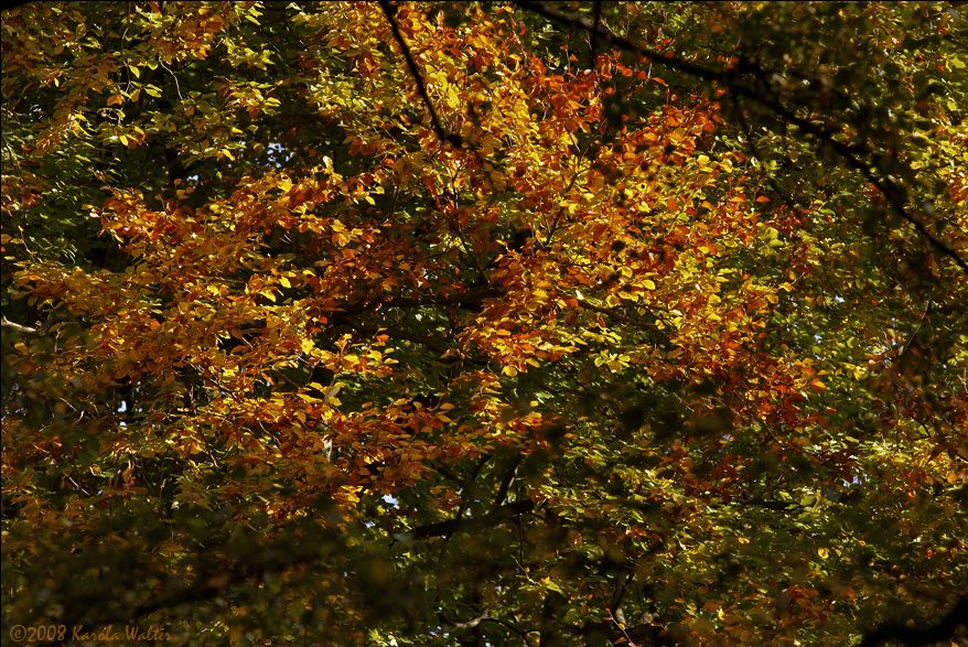 Herbst im Tiergarten