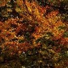 Herbst im Tiergarten