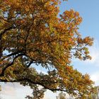 Herbst im Tiergarten !!!!