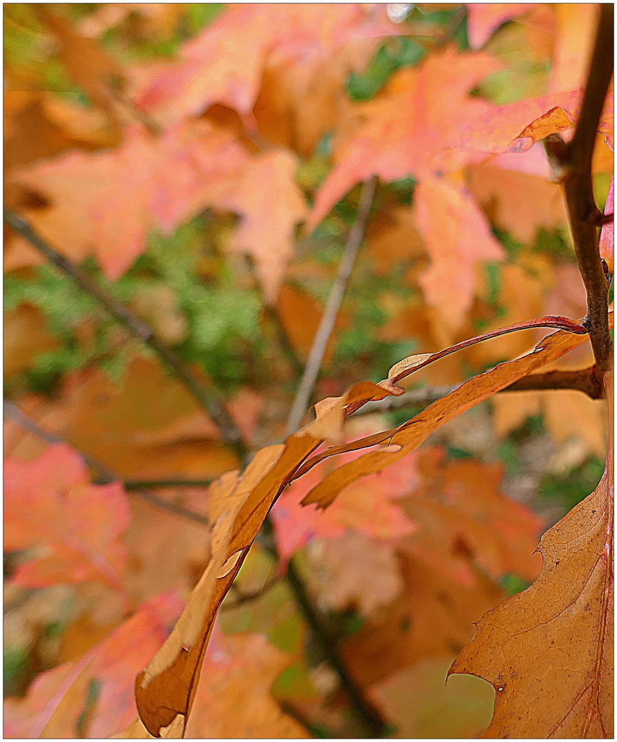 Herbst im Tiergarten