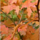 Herbst im Tiergarten