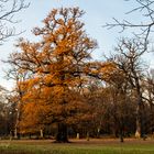 Herbst im Tiergarten Hannover