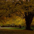 Herbst im Tiergarten Hannover