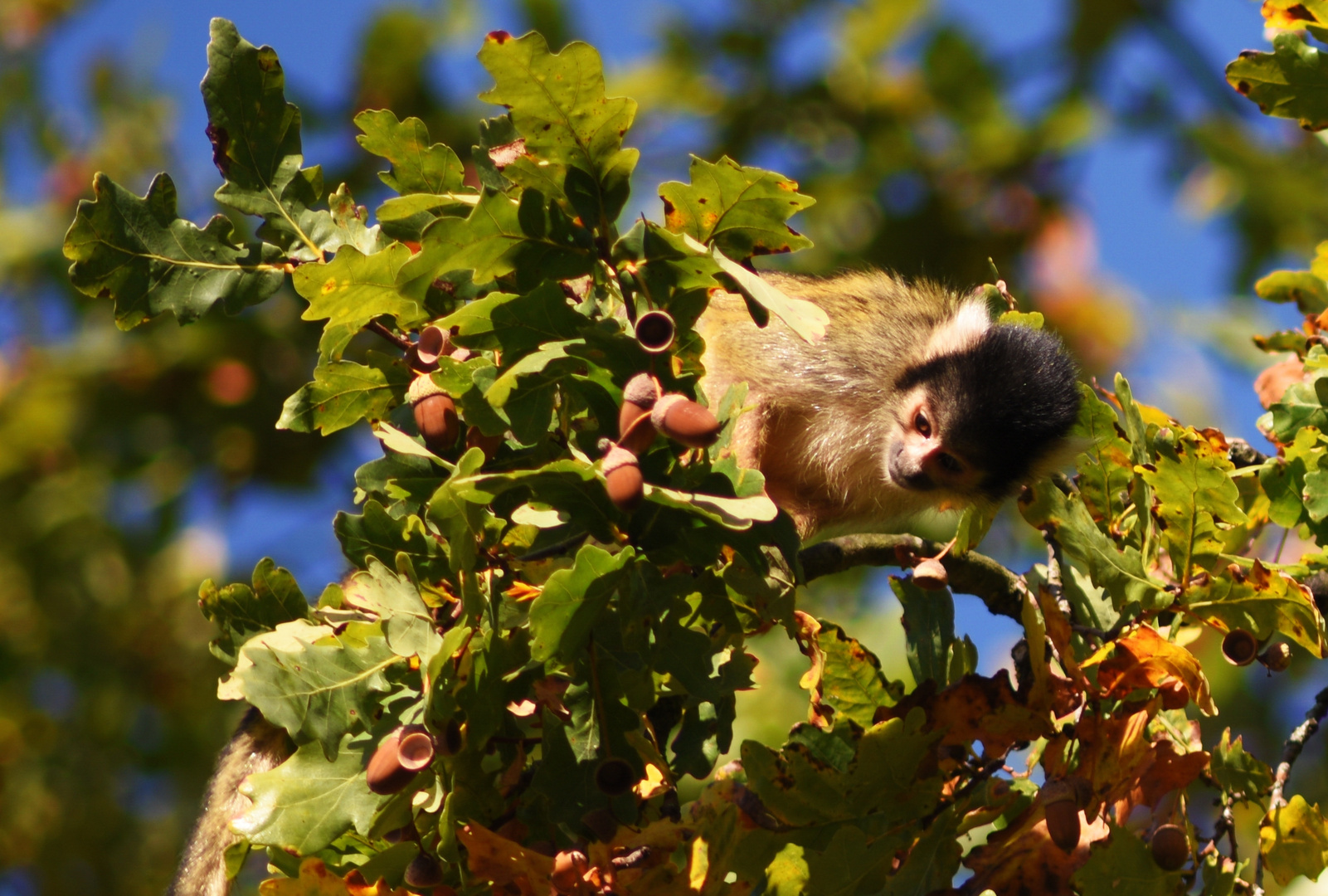 Herbst im Tiergarten Nürnberg