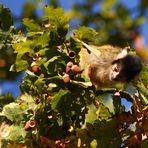 Herbst im Tiergarten Nürnberg