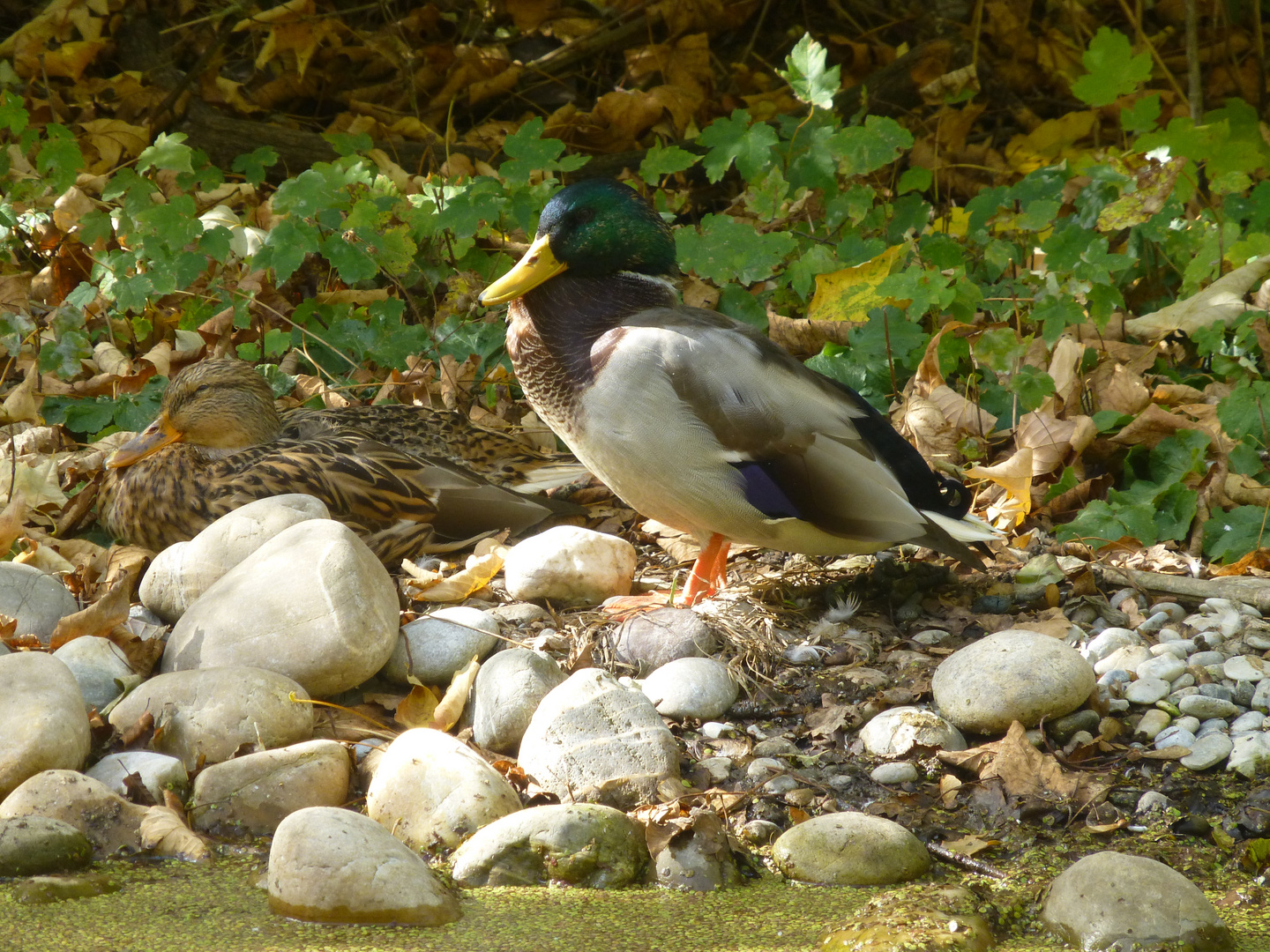 Herbst im Tierpark