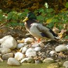 Herbst im Tierpark