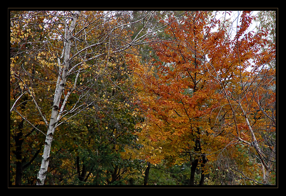 Herbst im Töllerpark