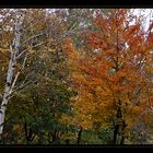 Herbst im Töllerpark