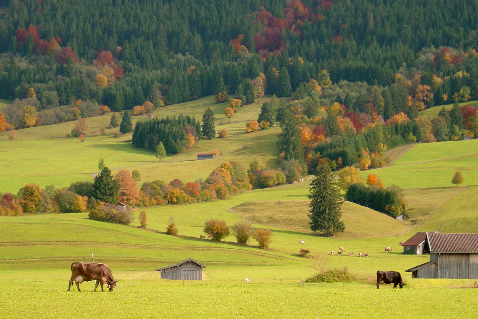 Herbst im Trauchgau