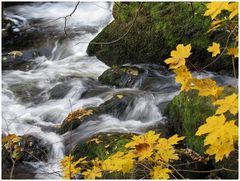 Herbst im Triebtal (3)