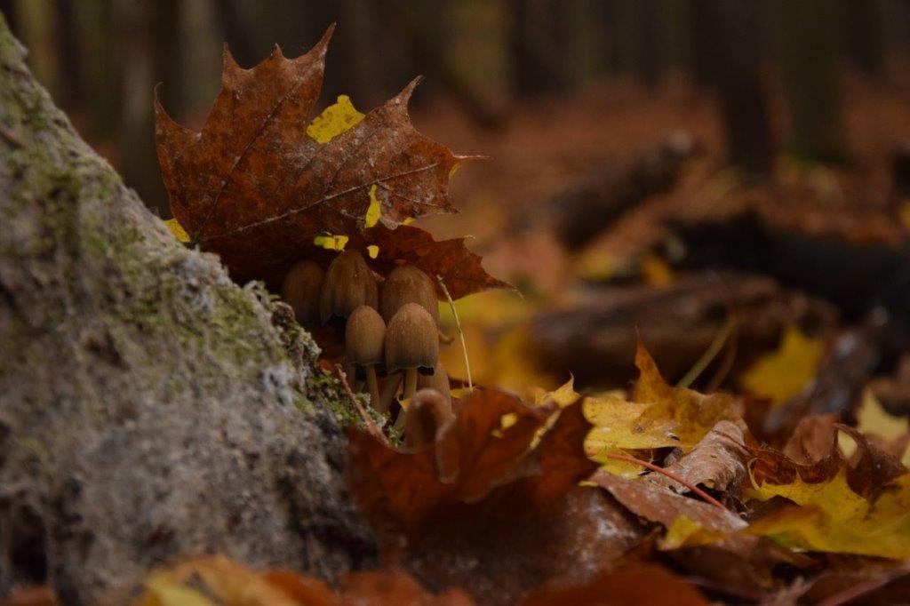 Herbst im Überfluss