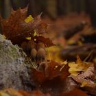 Herbst im Überfluss