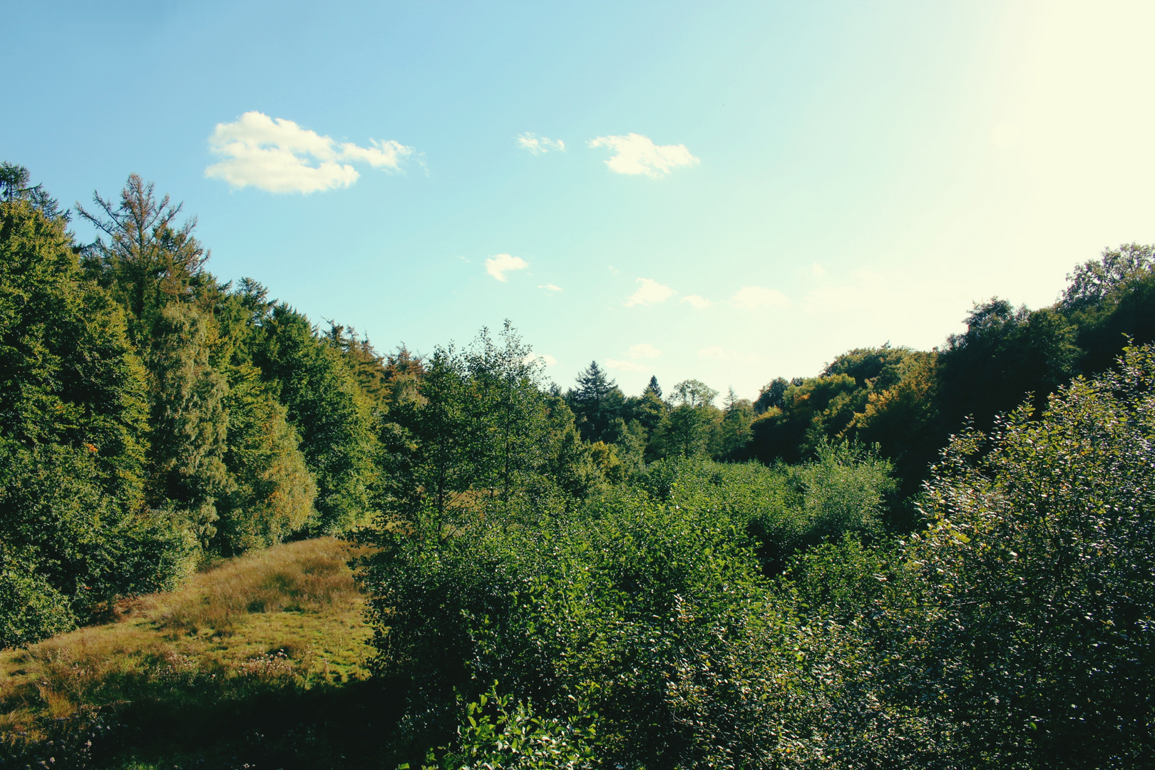 Herbst im Urwald