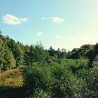 Herbst im Urwald