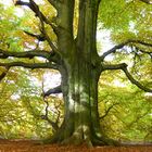 Herbst im Urwald an der Sababurg