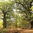 Herbst im Urwald Sababurg