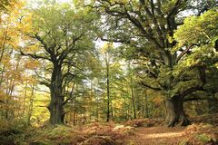 Herbst im Urwald Sababurg