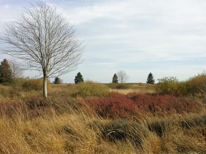 Herbst im Venn