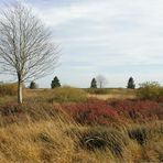 Herbst im Venn