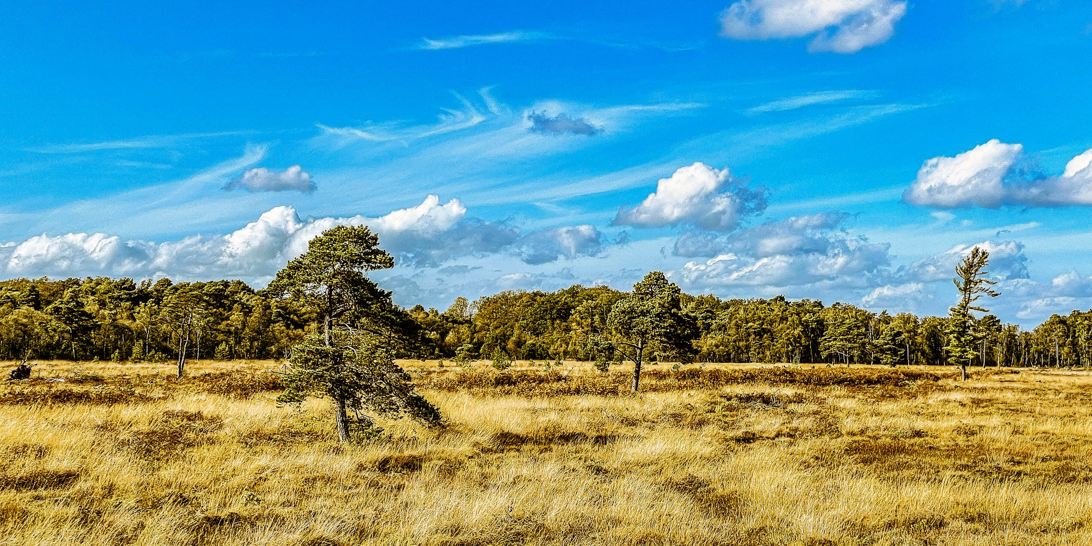 Herbst im Venn