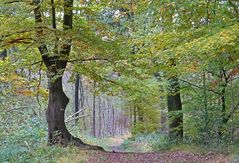 Herbst im Venner Moor