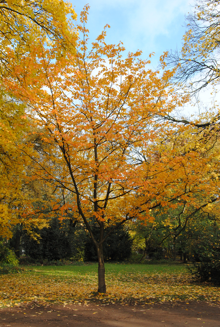 Herbst im Volksgarten 1